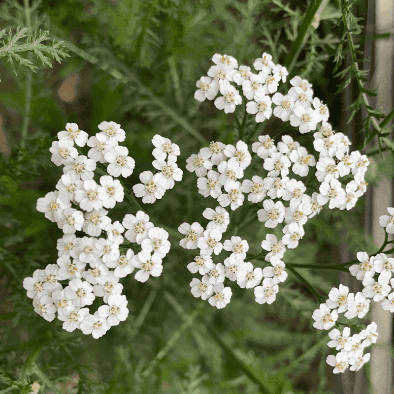 Yarrow (Achillea millefolium) Yarrow (Achillea millefolium)