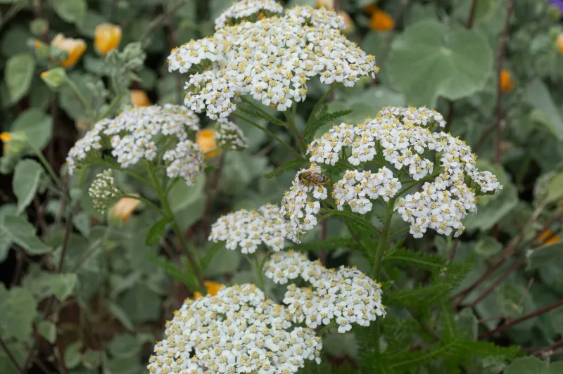 Yarrow (Achillea millefolium)