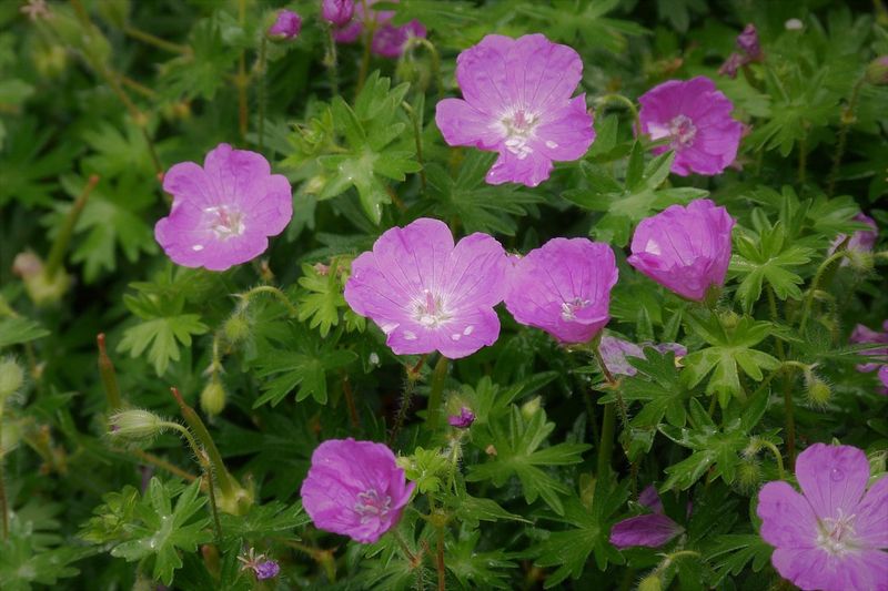 Hardy Geranium (Cranesbill)