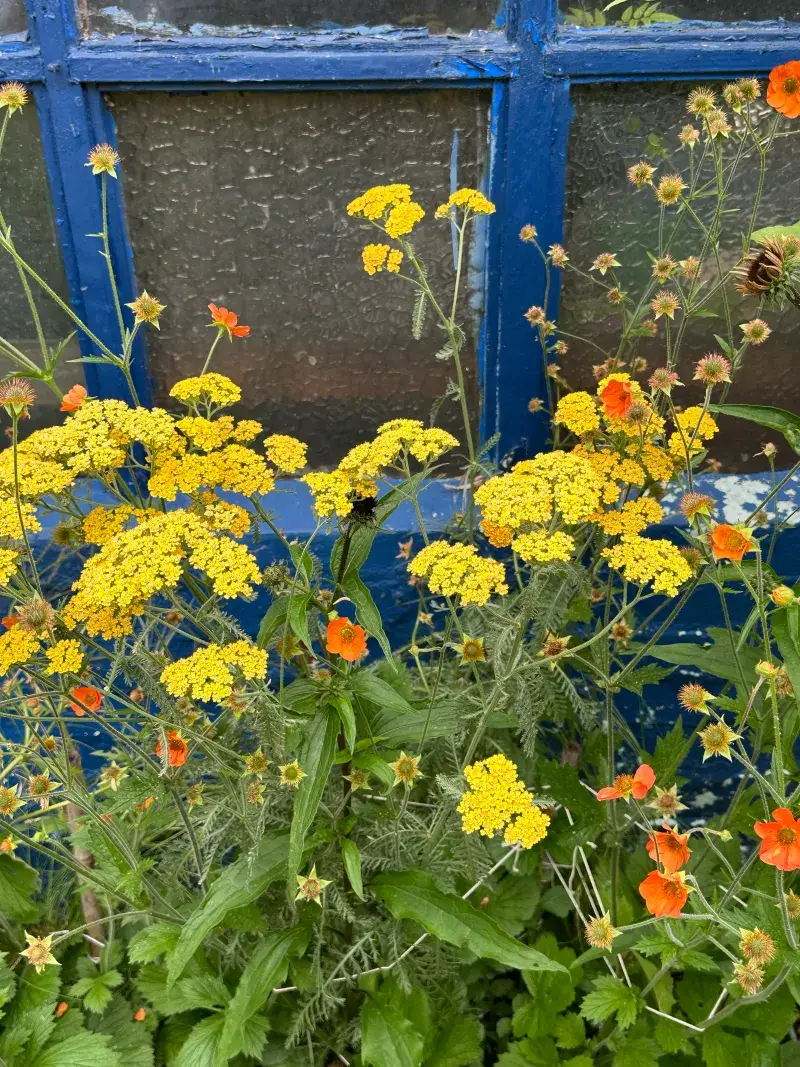 Yarrow