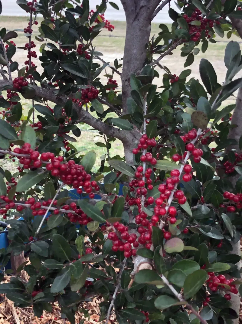 Yaupon Holly
