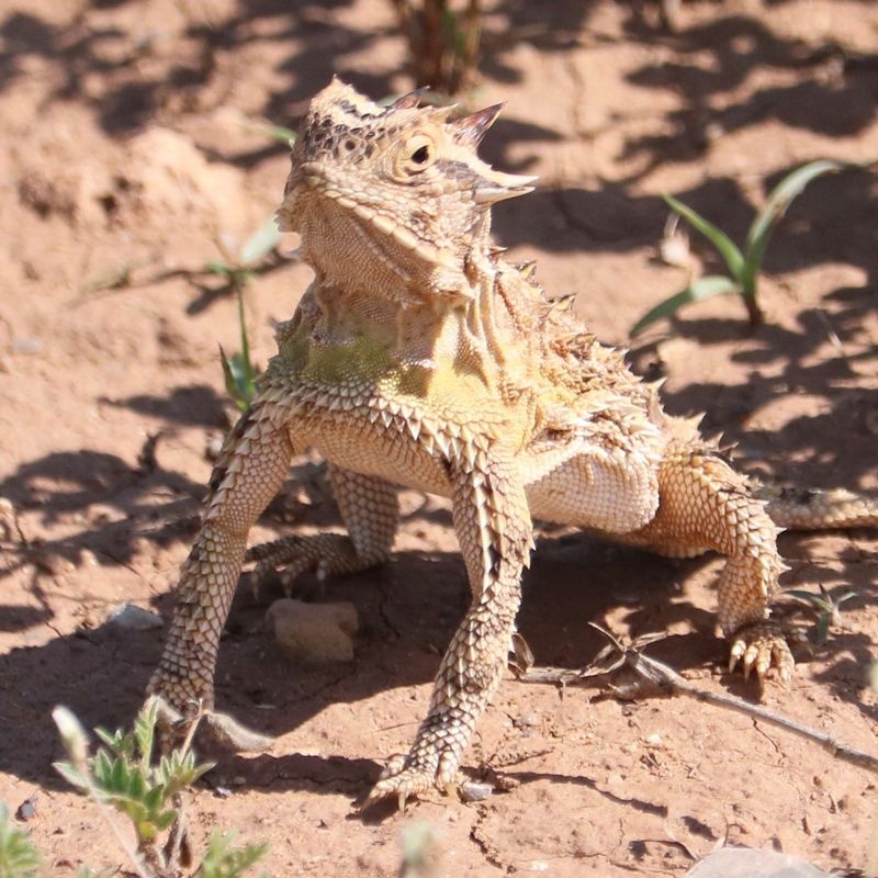 The Yard Still Offers Some of What Horned Lizards Need