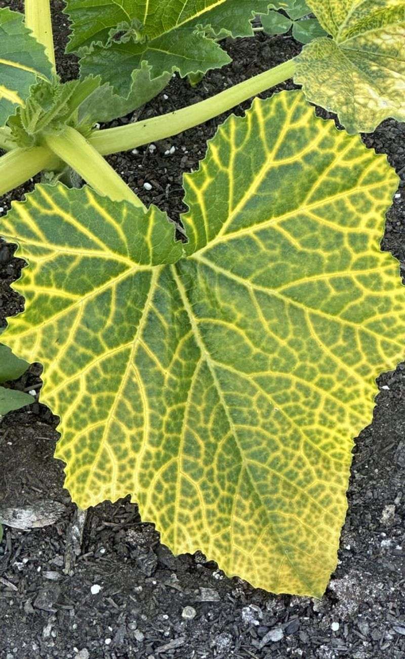 Yellow Between the Veins Is a Clue, Not a Diagnosis Yellow Between the Veins Is a Clue, Not a Diagnosis