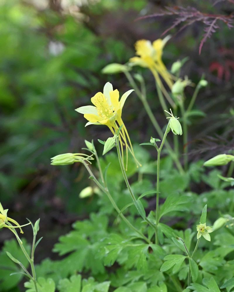 Yellow Columbine (Hinckley's Columbine)
