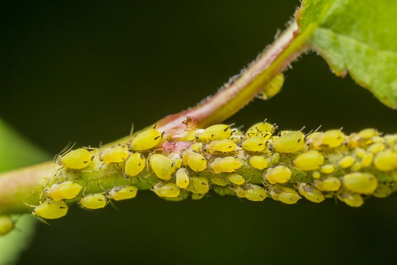 Tiny Pests Are Draining Your Vines Dry