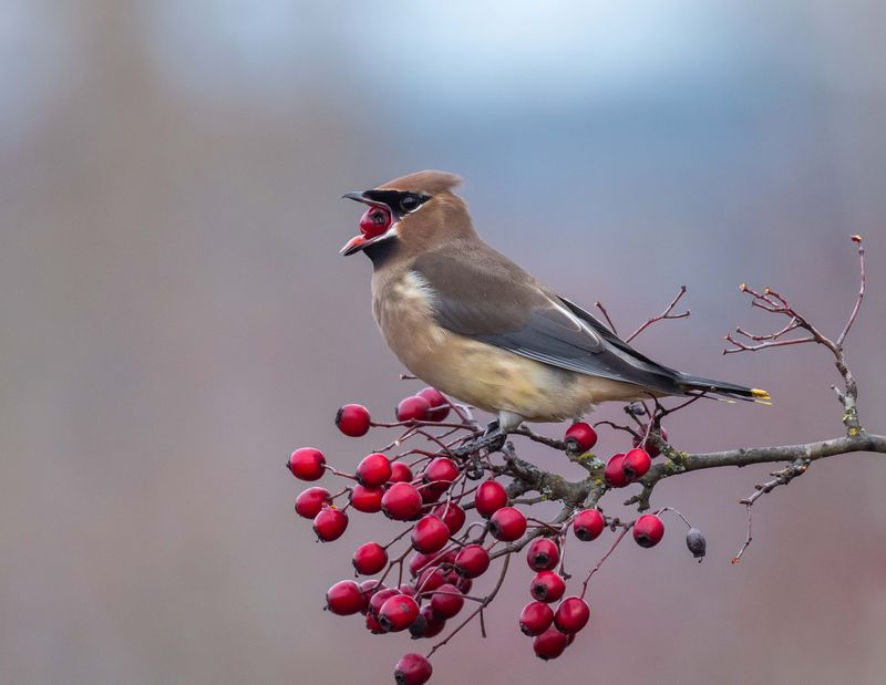 Cedar Waxwing
