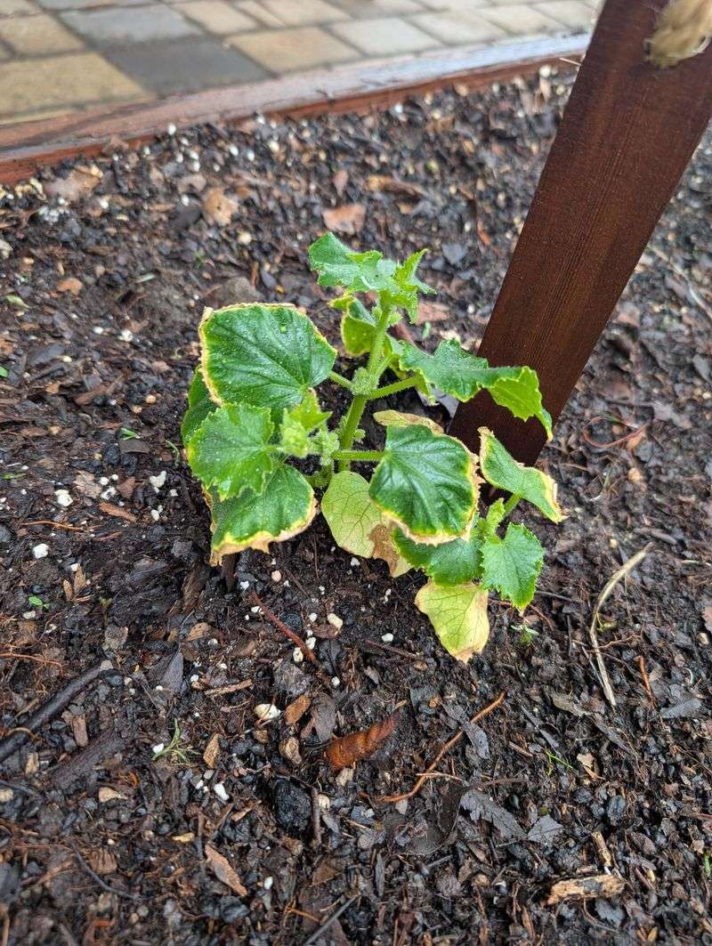 Yellow edges do not identify magnesium deficiency Yellow edges do not identify magnesium deficiency
