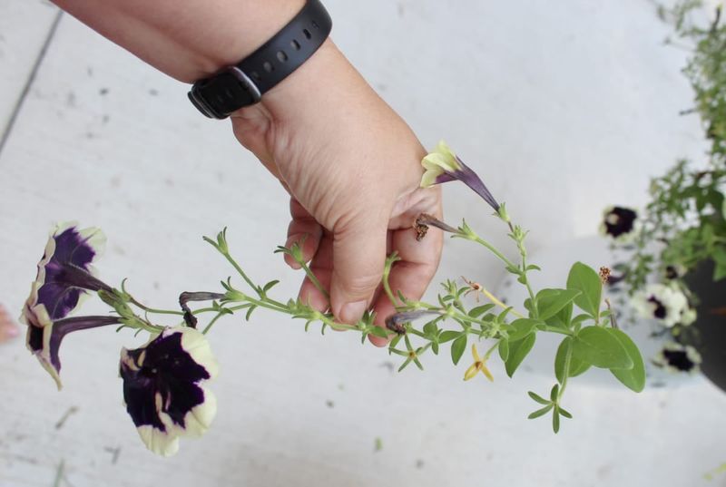 Stems Stretching Long and Bare in the Middle