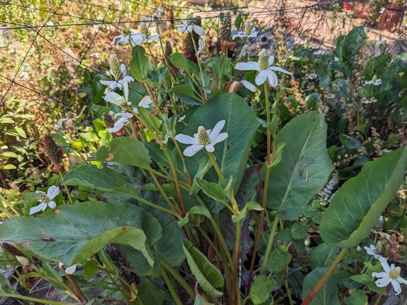 Yerba Mansa (Anemopsis californica)