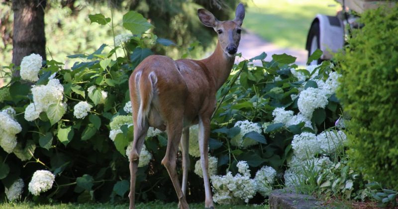 Deer or Critters Are Nibbling the Buds