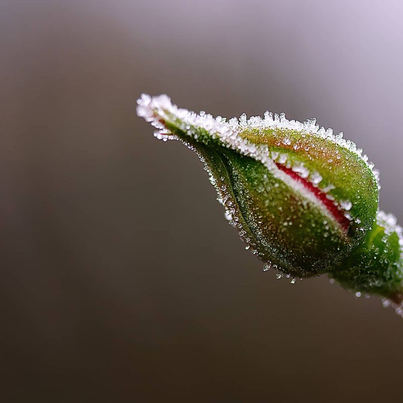 A Late Frost Zapped the Buds