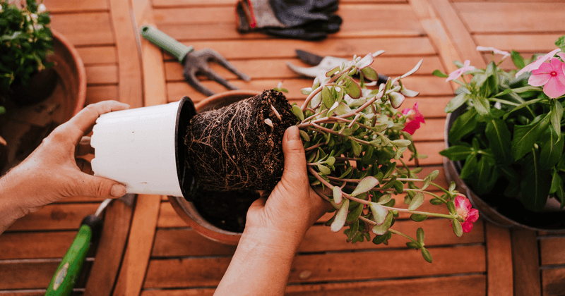 Overcrowded Roots in Small Containers