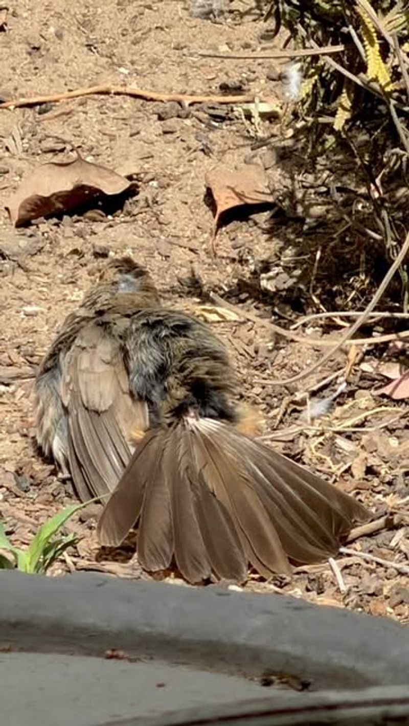 You do not need a feeder to make the yard towhee-friendly
