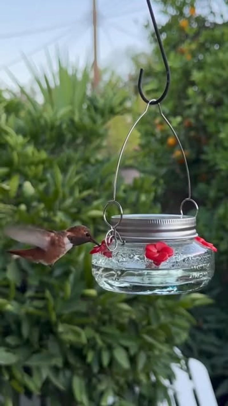 Red Dye in Your Feeder May Be Doing More Harm Than Good