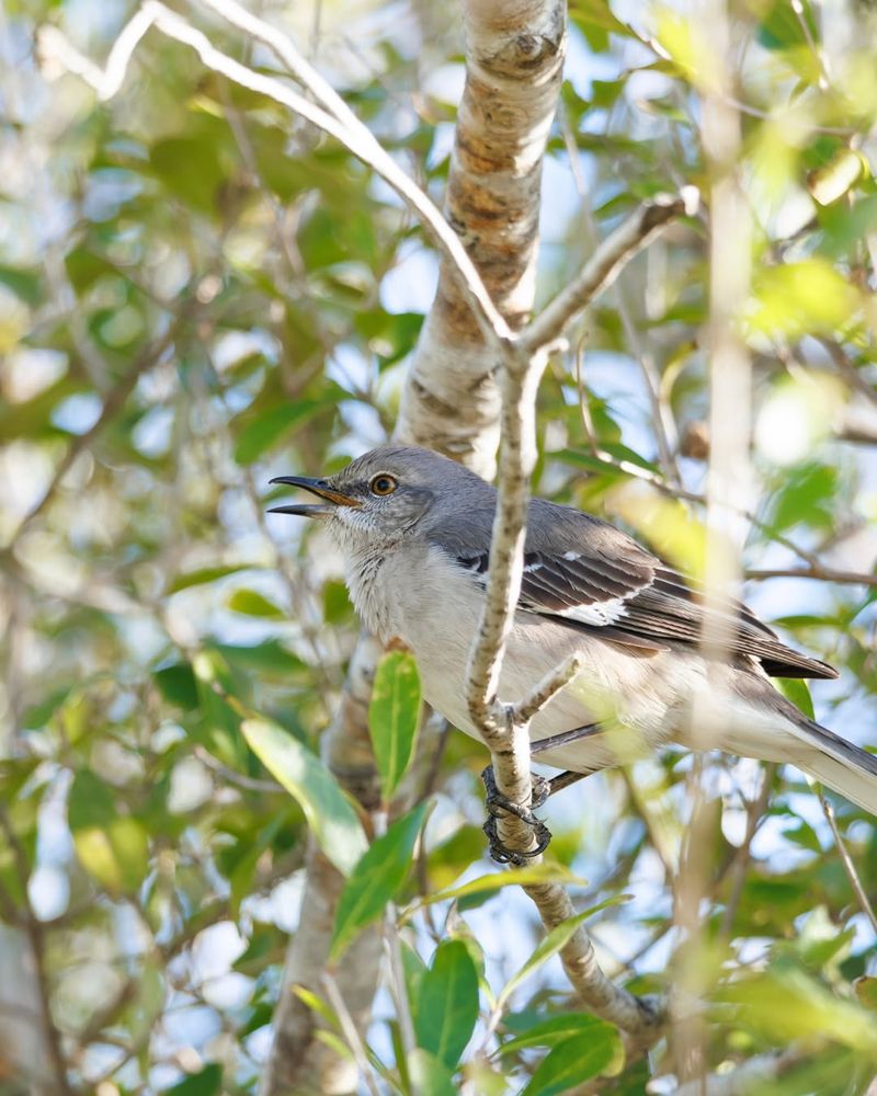 Your yard may provide habitat without explaining the whole behavior