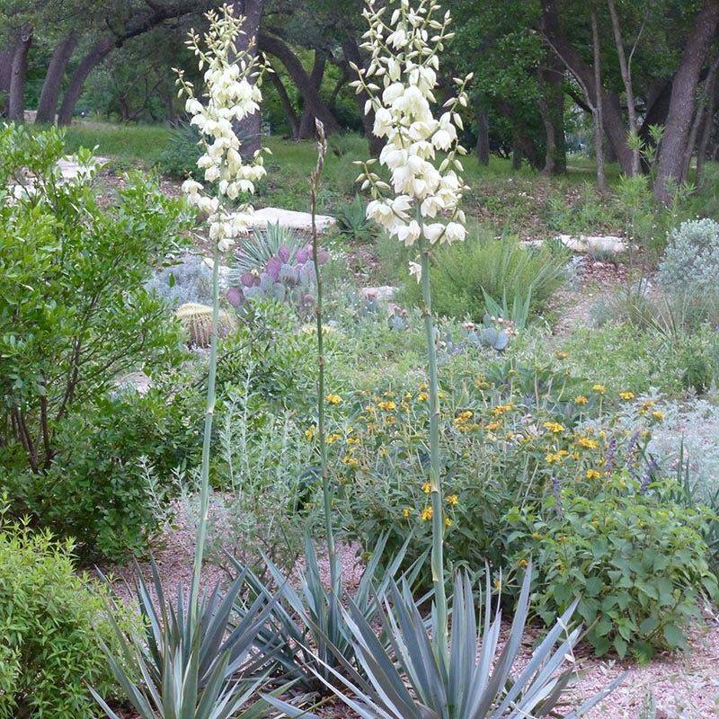 Yucca