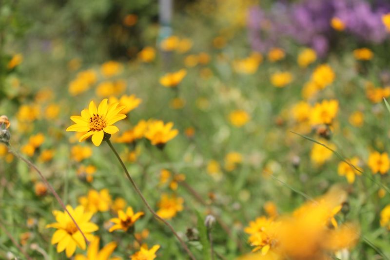 Zexmenia (Orange Zexmenia)
