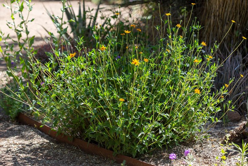 Zexmenia (Wedelia acapulcensis var. hispida)