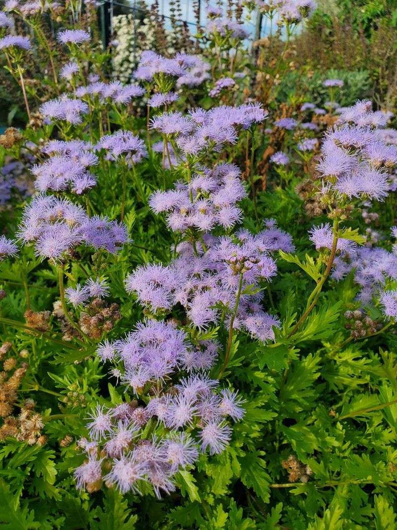 Gregg's Mistflower (Conoclinium greggii)