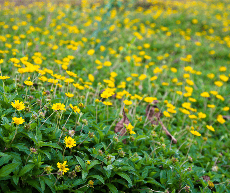 Zexmenia (Wedelia acapulcensis var. hispida) Zexmenia (Wedelia acapulcensis var. hispida)