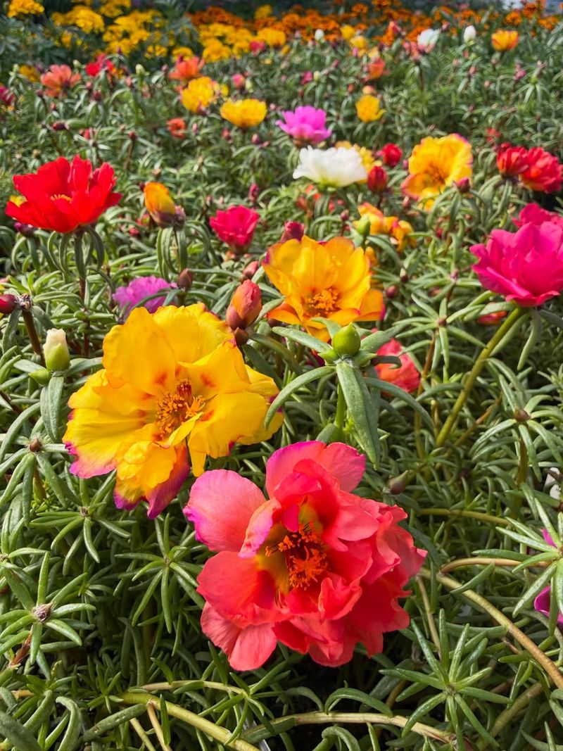 Portulaca (Moss Rose)