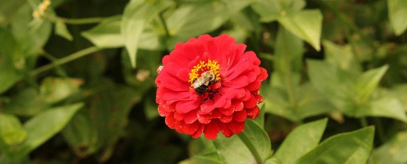 Zinnia