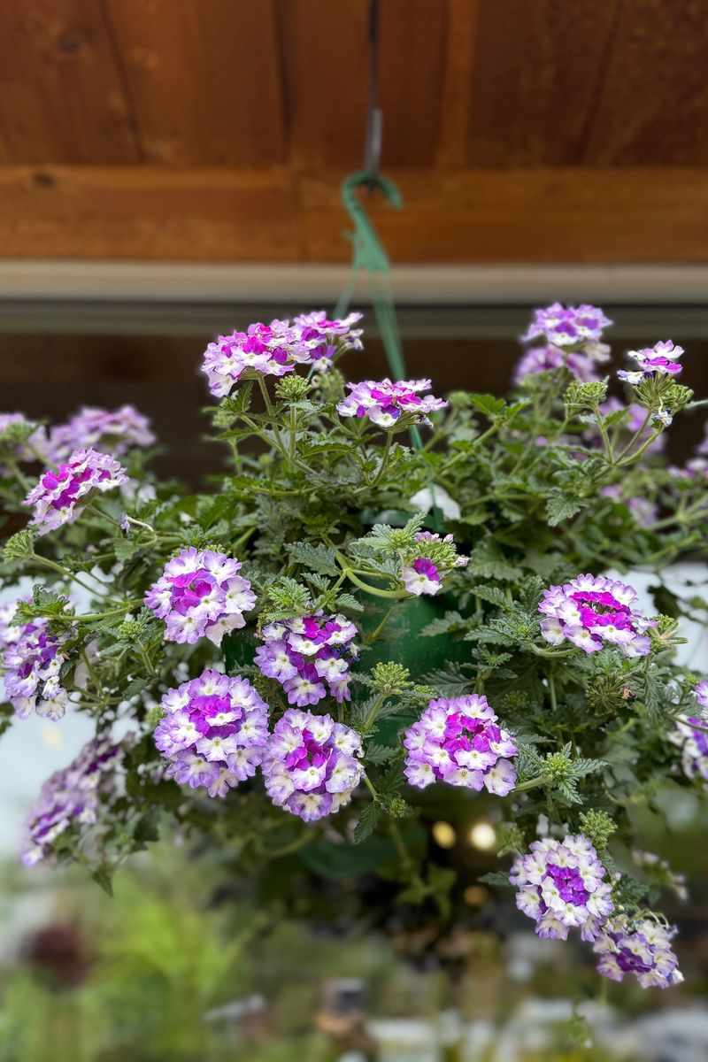 Verbena