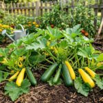 If Your Zucchini Stops Setting Fruit in the Summer Heat, One Overlooked Habit May Be to Blame