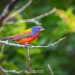 What Texans Believe It Means to Spot a Painted Bunting in Your Garden for the First Time