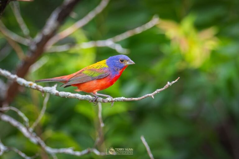 What Texans Believe It Means to Spot a Painted Bunting in Your Garden for the First Time
