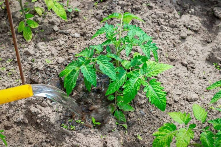 Your Tomatoes Need Smarter Watering, Not More – Here’s How the Roots Actually Want It