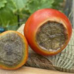 The One Thing Your North Carolina Tomatoes Need Right Now or Blossom End Rot Wrecks the Harvest
