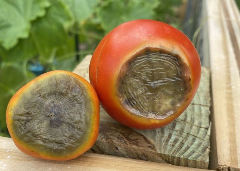 The One Thing Your North Carolina Tomatoes Need Right Now or Blossom End Rot Wrecks the Harvest
