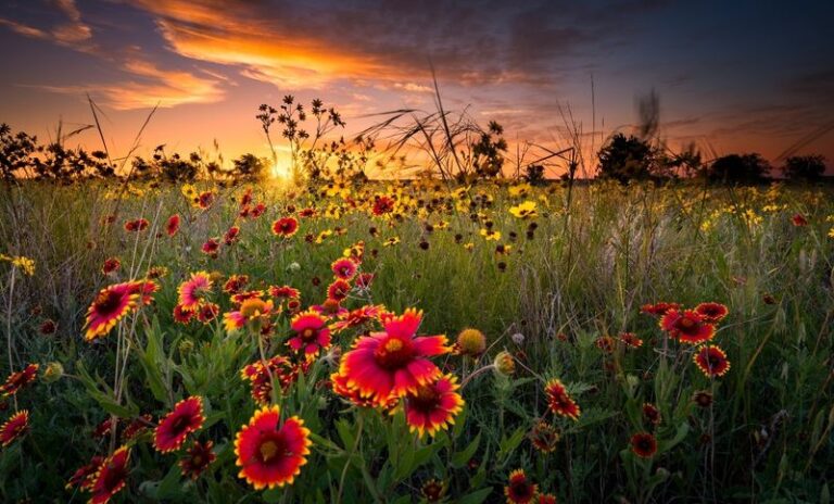 The Texas Flowers That Keep Blooming Through a Heatwave Even When You Never Water Them