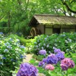 Where You Plant Your Hydrangeas Matters — 10 Spots That Make or Break Their Blooms