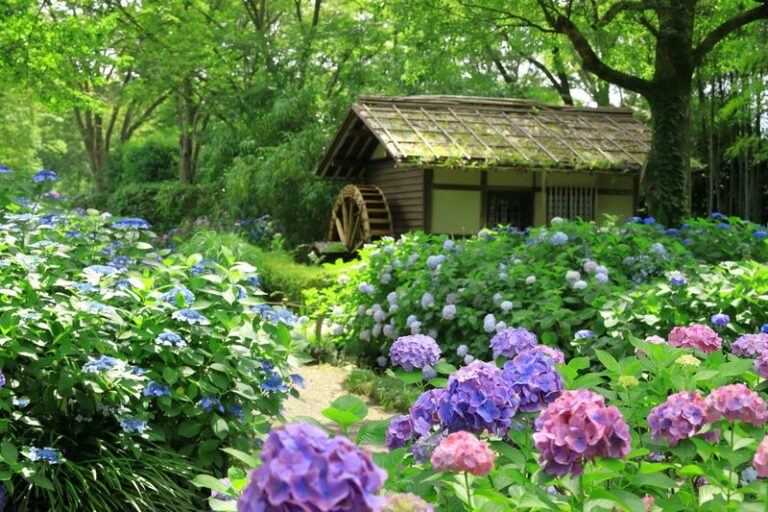 Where You Plant Your Hydrangeas Matters — 10 Spots That Make or Break Their Blooms