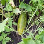 If Your Cucumbers Keep Yellowing in the July Heat, One Missing Nutrient May Be to Blame