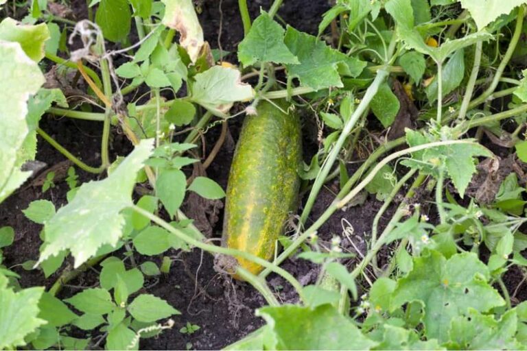 If Your Cucumbers Keep Yellowing in the July Heat, One Missing Nutrient May Be to Blame