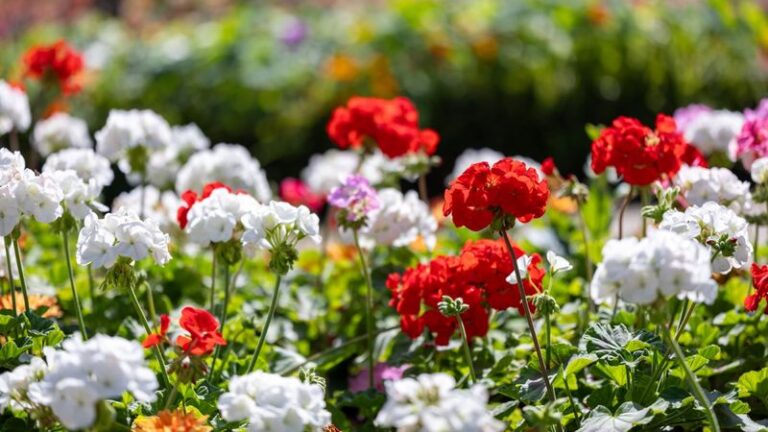 15 Geranium Hacks That Keep the Blooms Coming Nonstop All Summer