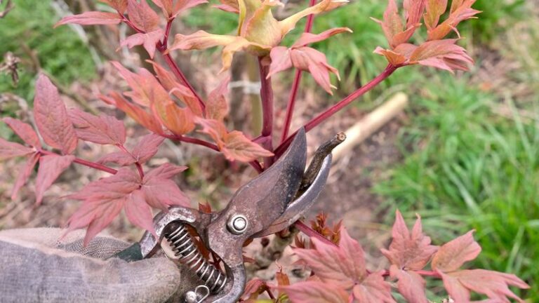 Common Peony Pruning Mistakes You Won’t Notice Until Blooms Fail Next Spring