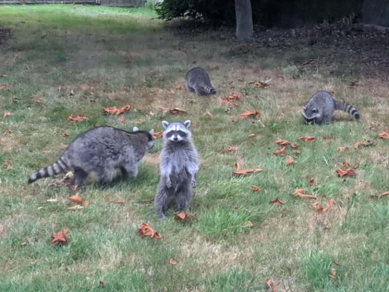 Why That Raccoon in Your Yard Might Be Doing More Good Than You Think