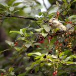 Before You Chase Off Every Chipmunk, a Few of Them May Be Quietly Working for Your Garden