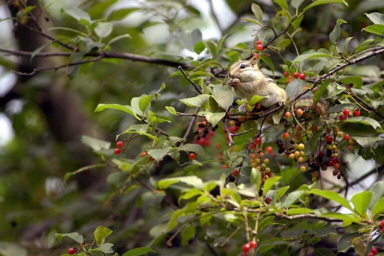 Before You Chase Off Every Chipmunk, a Few of Them May Be Quietly Working for Your Garden