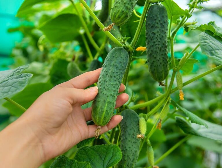 If your cucumbers turn bitter in this heat, the trouble usually starts with how you’re watering them