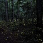 The Simple Florida Yard Changes That Can Make a Yard More Firefly-Friendly
