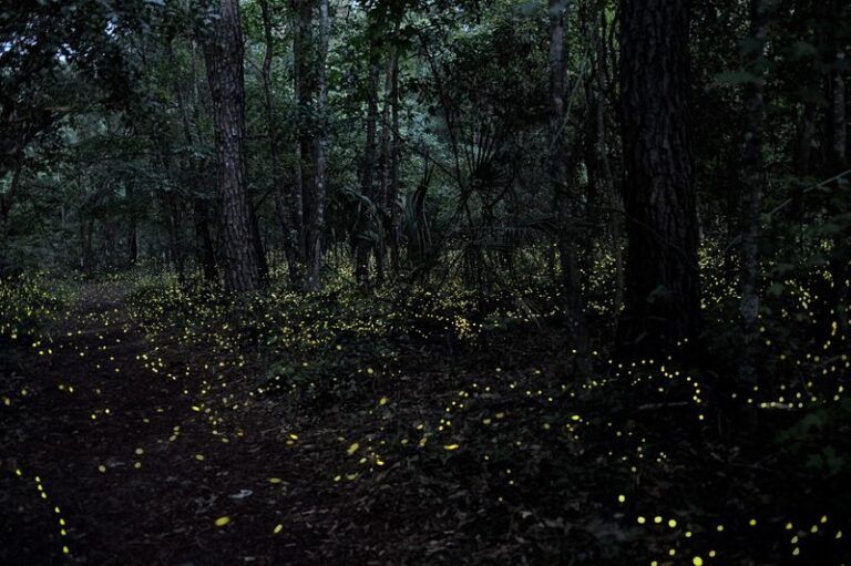 The Simple Florida Yard Changes That Can Make a Yard More Firefly-Friendly