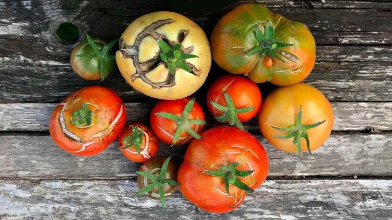 If your tomatoes crack open right after you water in this heat, one watering habit is usually behind it