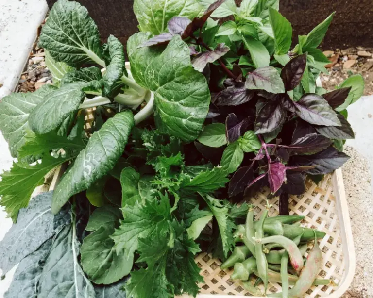 The Texas Vegetables You Need to Get in the Ground This August for a Full Fall Harvest