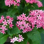 Florida Perennials for Pots That Keep Coming Back Year After Year Without the Fuss