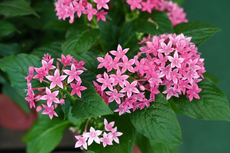 Florida Perennials for Pots That Keep Coming Back Year After Year Without the Fuss